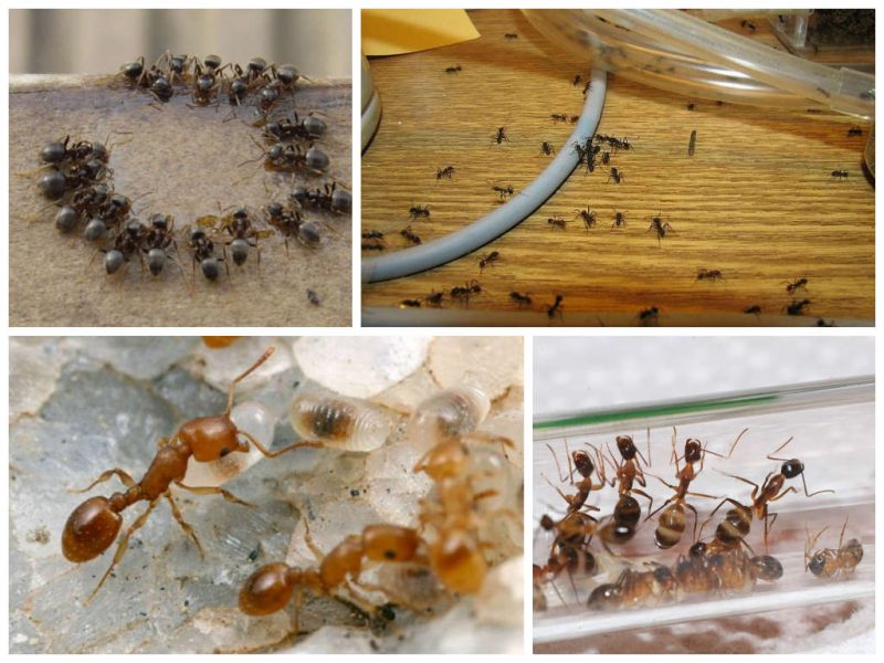 борьба с домашними муравьями