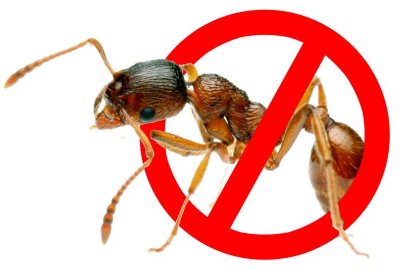 борьба с муравьями в доме