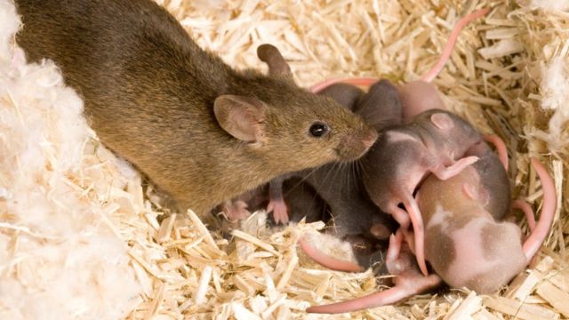размножение крыс