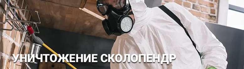 Профессиональная травля сколопендр